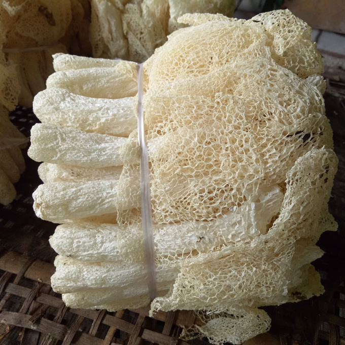 Detan export Wild Dried Bamboo Fungus Dry Dictyophora Indusiata with wholesale price