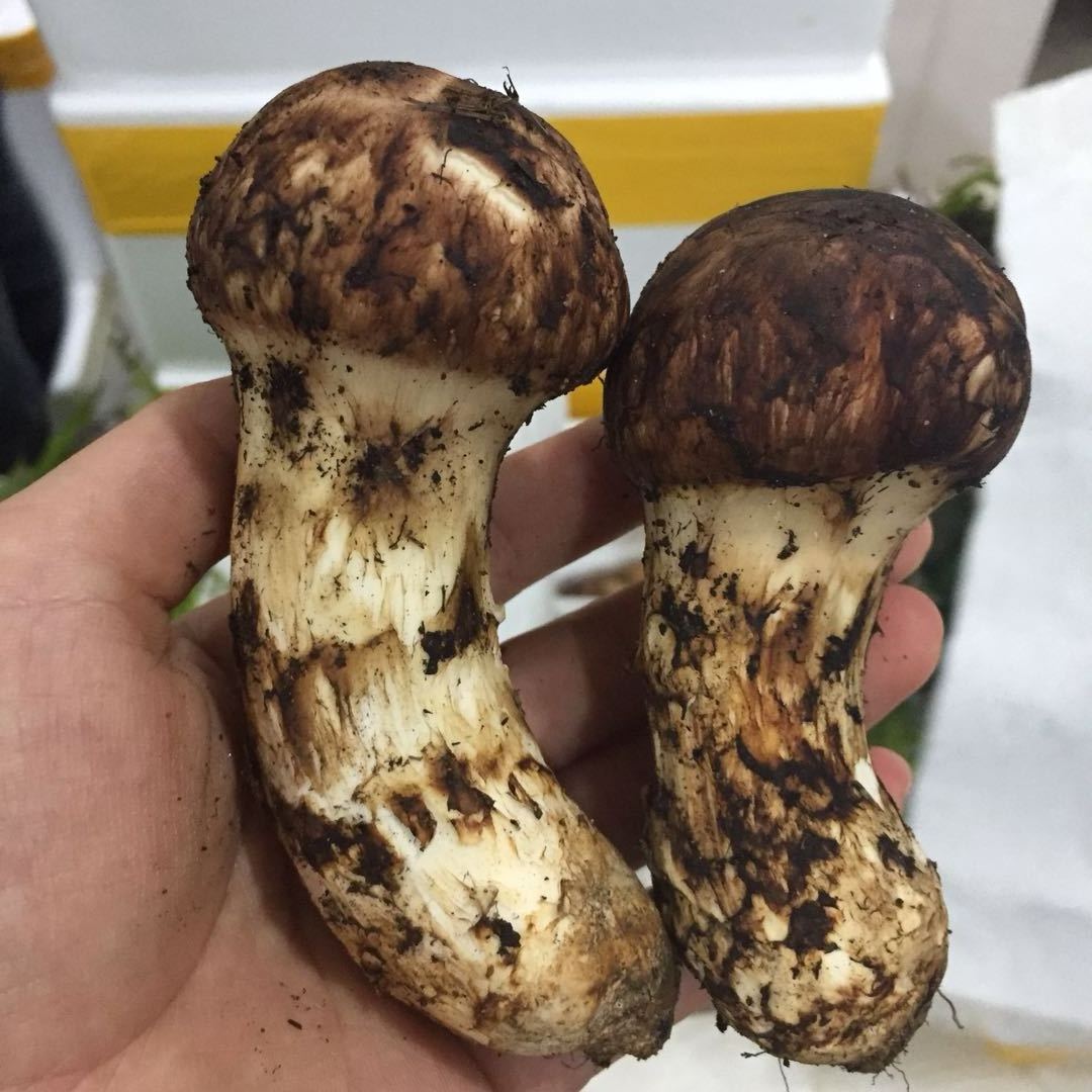 detan fresh matsutake mushroom export wild matsutake pine mushroom with wholesale price