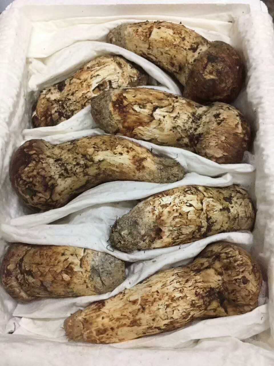 china high quality wild matsutake mushroom detan export fresh tricholoma matsutake mushroom