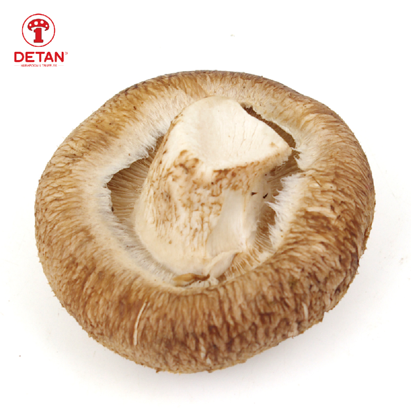 China export fresh shiitake mushroom reishi shiitake