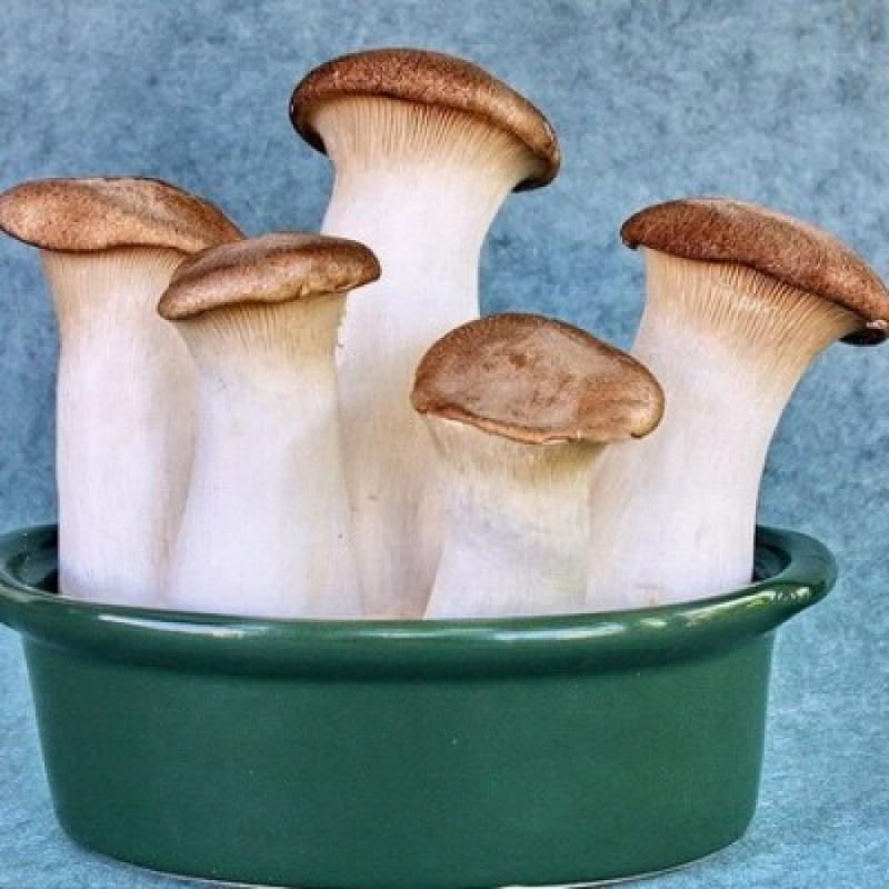 Detan King Oyster Mushroom Spawn Cultivation for Sale