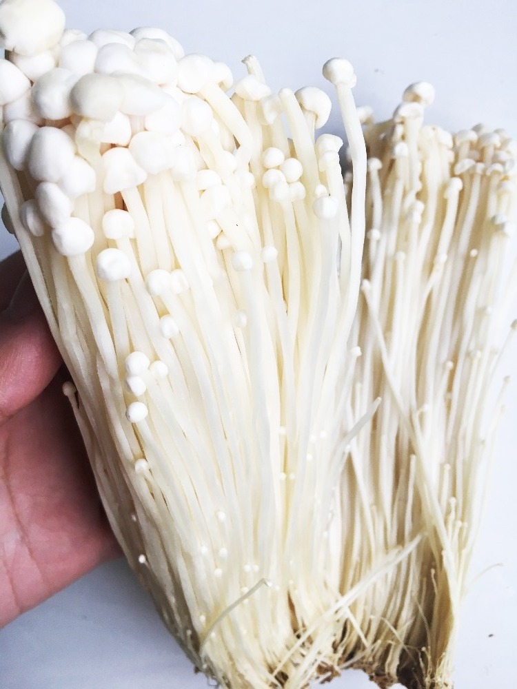 Detan Fresh Enoki Mushroom Export