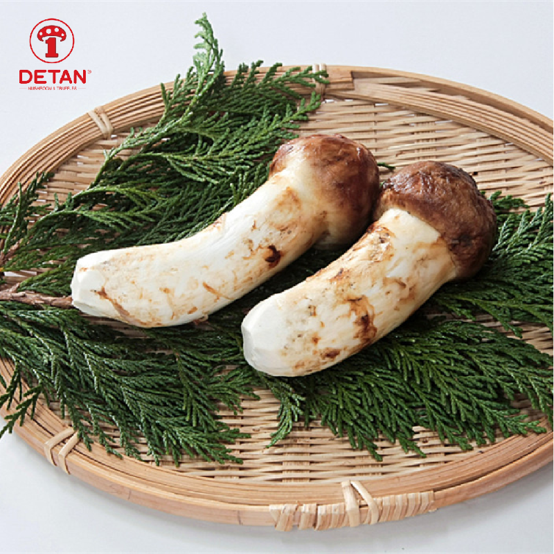 china high quality wild matsutake mushroom detan export fresh tricholoma matsutake mushroom