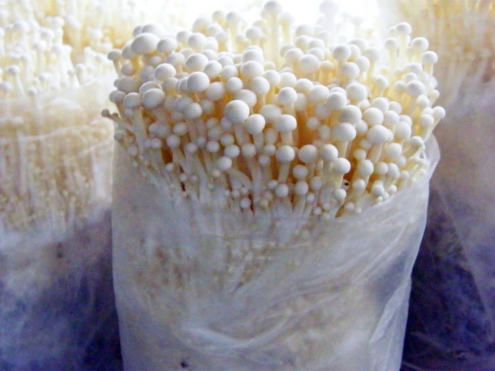 Detan Fresh Enoki Mushroom Export