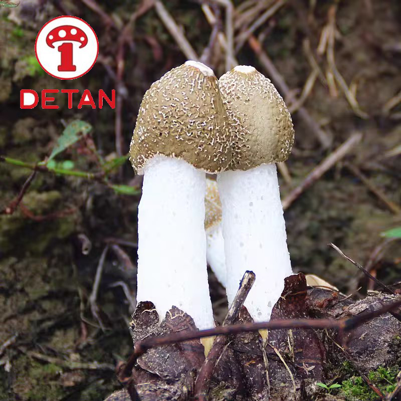 zhu sun mushroom export natural Wild Fresh bamboo mushroom for sale