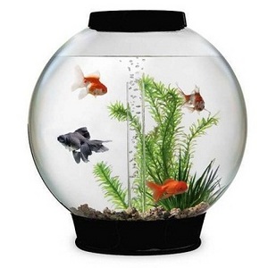 GLASS FISH BOWL AQUARIUM HOT SALE INDOOR ROUND AQUARIUM ROUND SHAPE UNIQUE STYLE DECORATIVE FISH POT