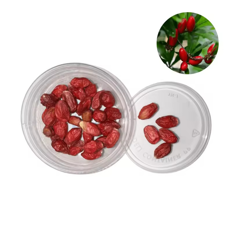 Wholesale Miracle Berry Extract Factory Supply Miracle Berries Powder Freeze-dried Miracle Berries