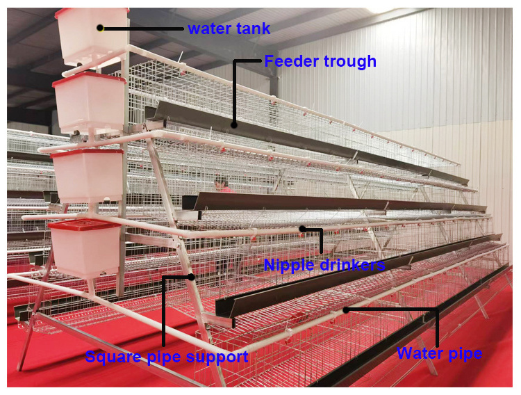 China layer chicken cage poultry cages for sale 96 hens