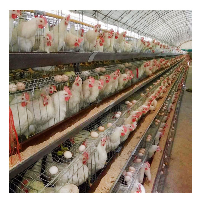 China layer chicken cage poultry cages for sale 96 hens