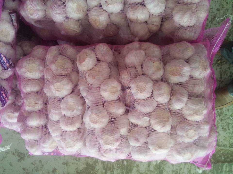 ZLM Brand China Shangdong 1 kg mesh bag normal white garlic Ali Ajo for bulk sale low price high quality