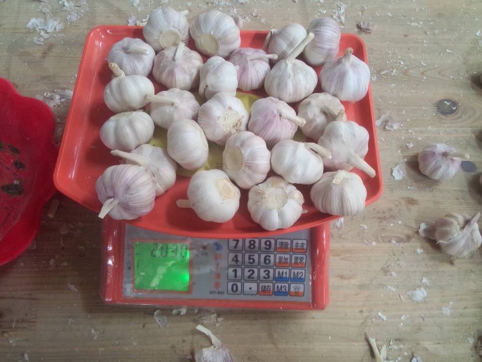 ZLM Brand China Shangdong 1 kg mesh bag normal white garlic Ali Ajo for bulk sale low price high quality