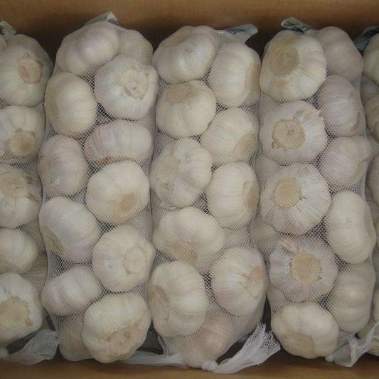 ZLM Brand China Shangdong 1 kg mesh bag normal white garlic Ali Ajo for bulk sale low price high quality