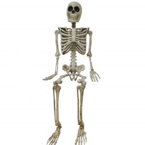 Large Skeletons Halloween Props Life Size Full Body Human Movable Joints High Quality Halloween Outdoor Decorations