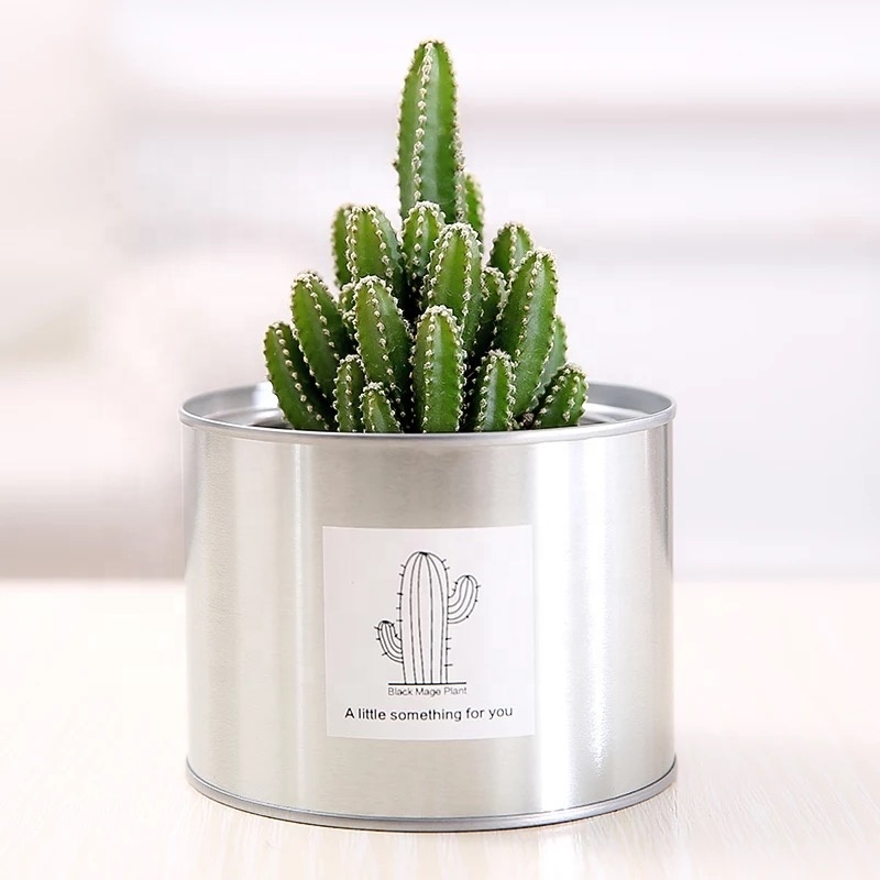 Wholesale customized stainless steel mini metal plant pot for sale