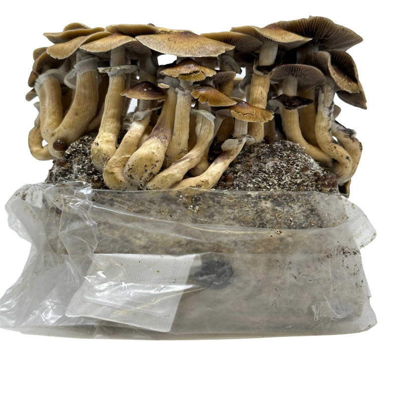 Polypropylene Mushroom Grow Bags Shiitake Mushroom Spawn Bags