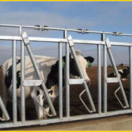 6m New cattle farm machinery equipment cow head lock for sale