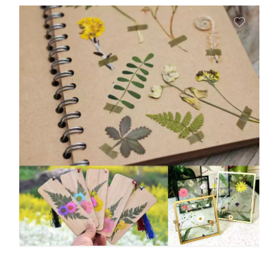 Tailai Customize Flower Press Kit Leaves Plant Press Set Natural Dried Flower Nature Press for Plant Specimen Collection DIY Art