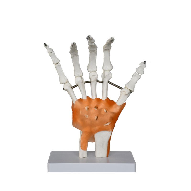 Production of high-quality anatomy teaching model Educational Model Life Size Hand Joint With Ligaments Skeleton