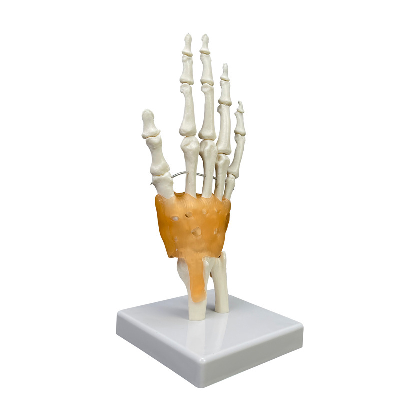 Production of high quality  Teaching Anatomical Hand Joint Custom Made PVC Hand Skeleton Model Life-Size Human Hand Joint Model