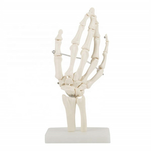 production PVC Hand Skeleton Model Teaching Anatomical Hand Joint Custom Made Artificial Life-Size Human Hand Joint Model