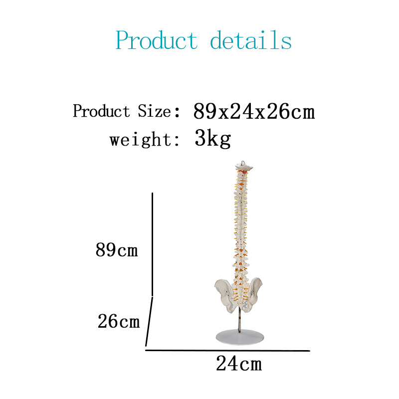 The standard human spine model can be bent arbitrarily. The large round base is detachable