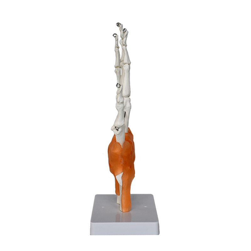 Production of high-quality anatomy teaching model Educational Model Life Size Hand Joint With Ligaments Skeleton