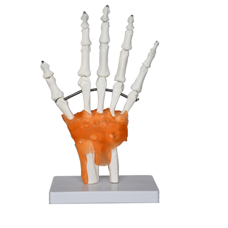 Production of high-quality anatomy teaching model Educational Model Life Size Hand Joint With Ligaments Skeleton