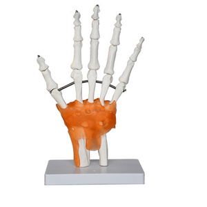 Production of high-quality anatomy teaching model Educational Model Life Size Hand Joint With Ligaments Skeleton