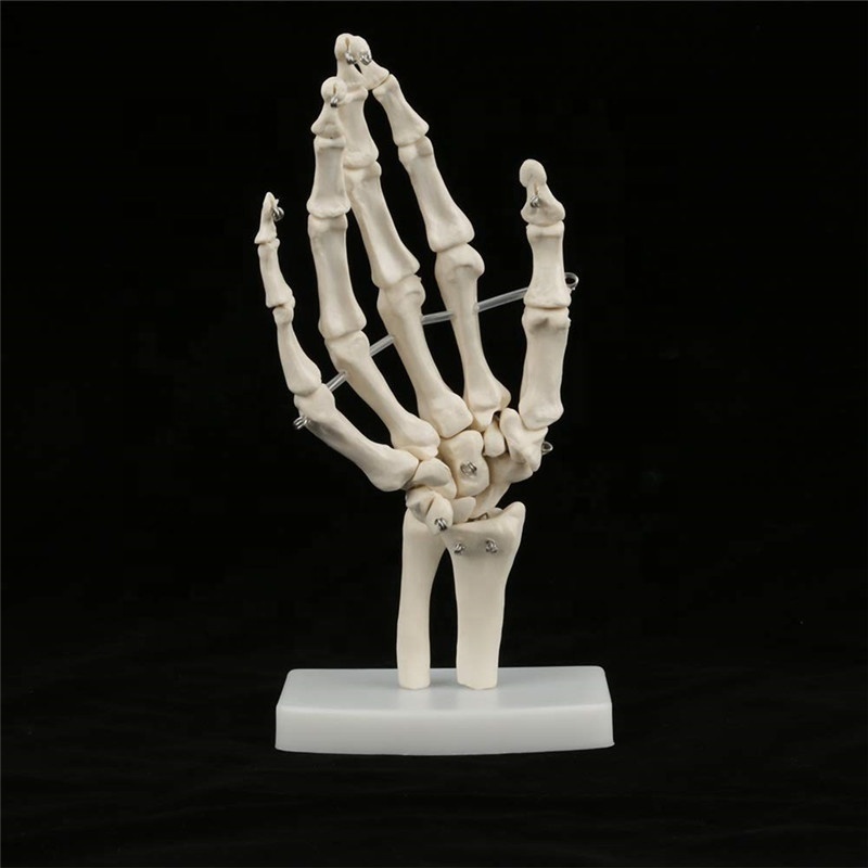 production PVC Hand Skeleton Model Teaching Anatomical Hand Joint Custom Made Artificial Life-Size Human Hand Joint Model