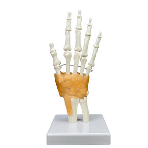 Production of high quality  Teaching Anatomical Hand Joint Custom Made PVC Hand Skeleton Model Life-Size Human Hand Joint Model