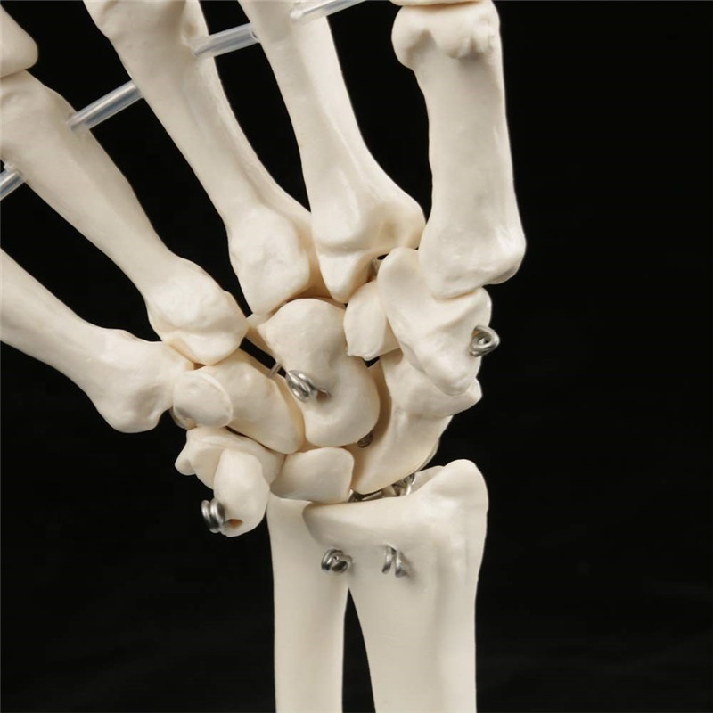 production PVC Hand Skeleton Model Teaching Anatomical Hand Joint Custom Made Artificial Life-Size Human Hand Joint Model