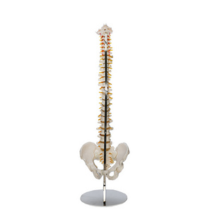 The standard human spine model can be bent arbitrarily. The large round base is detachable