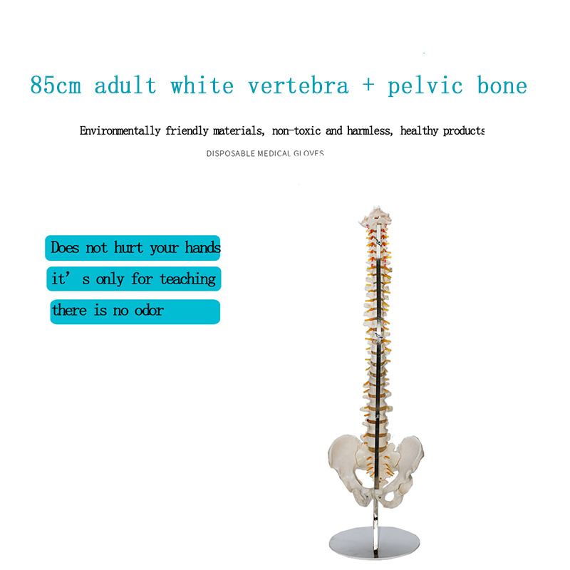 The standard human spine model can be bent arbitrarily. The large round base is detachable