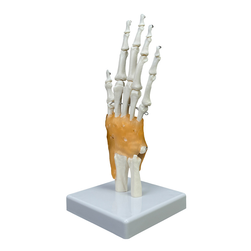 Production of high quality  Teaching Anatomical Hand Joint Custom Made PVC Hand Skeleton Model Life-Size Human Hand Joint Model