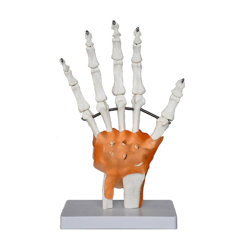 Production of high-quality anatomy teaching model Educational Model Life Size Hand Joint With Ligaments Skeleton