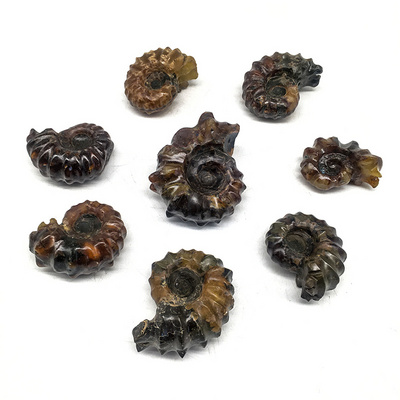 Wholesale Natural New arrival ammonite conch fossil collection colorful madagascar  rough conch fossil specimen for decoration