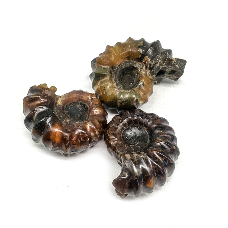 Wholesale Natural New arrival ammonite conch fossil collection colorful madagascar  rough conch fossil specimen for decoration