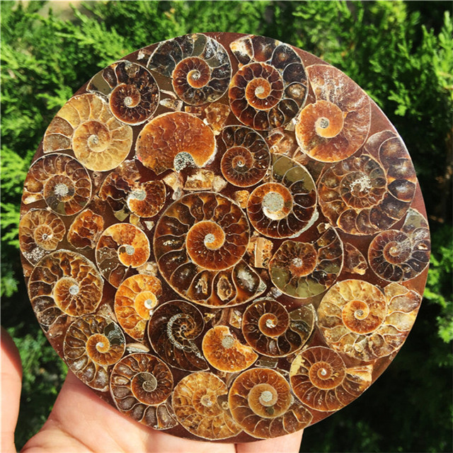 New product feng shui decoration natural Ammonite Disc Conch ammonite fossils for sale