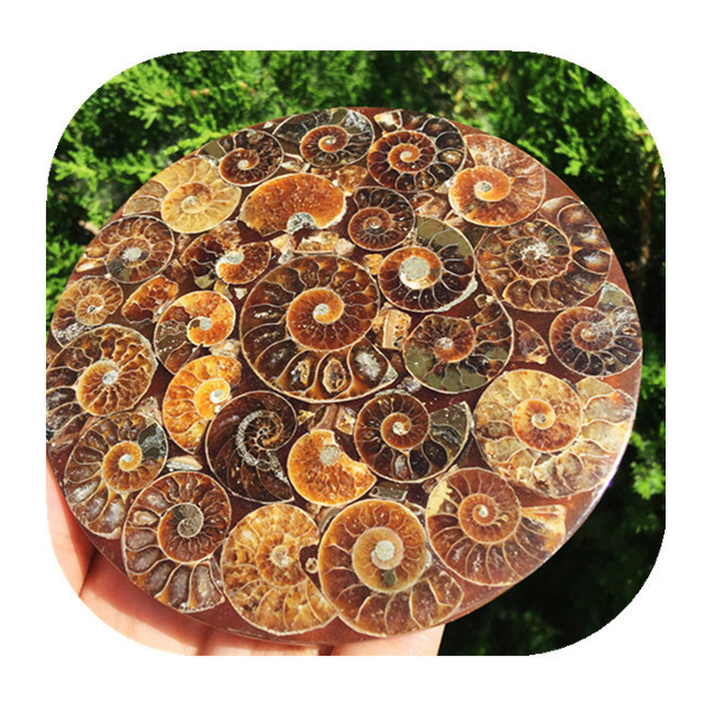 New product feng shui decoration natural Ammonite Disc Conch ammonite fossils for sale