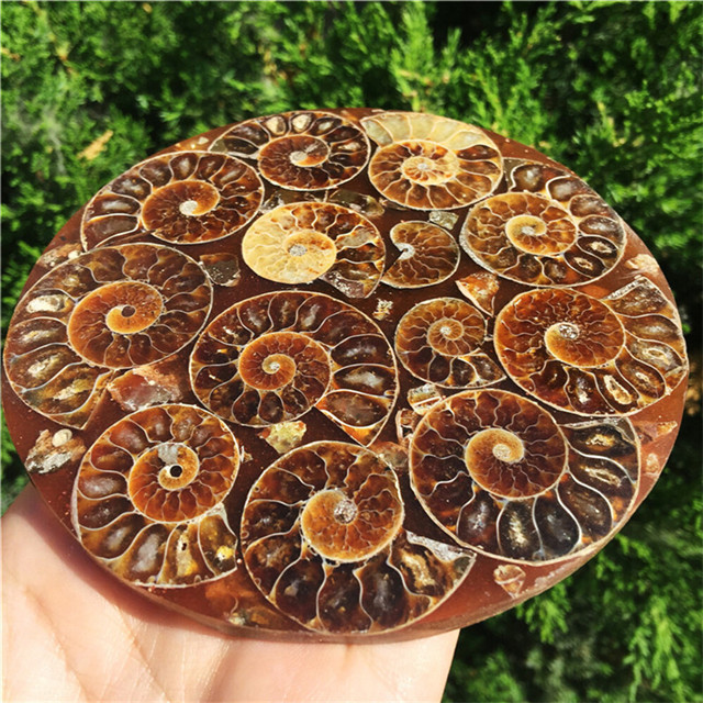 New product feng shui decoration natural Ammonite Disc Conch ammonite fossils for sale