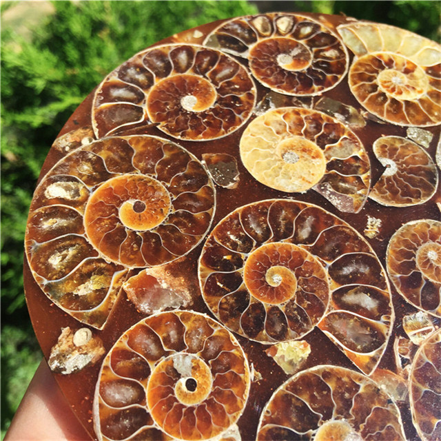 New product feng shui decoration natural Ammonite Disc Conch ammonite fossils for sale