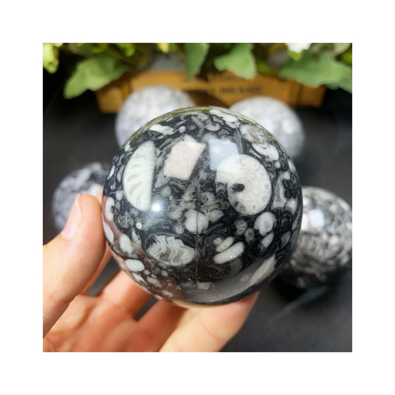 Natural New Arrivals Minerals Orthoceras Fossil With Goniatite Sphere Ammonite For Gift