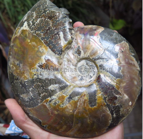 Wholesale Natural Reiki Gemstone Conch Ammonite Fossil Crystals Healing Stones For Home Decoration