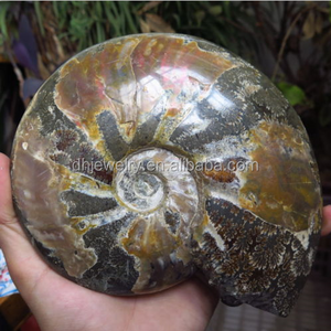 Wholesale Natural Reiki Gemstone Conch Ammonite Fossil Crystals Healing Stones For Home Decoration