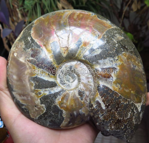 Wholesale Natural Reiki Gemstone Conch Ammonite Fossil Crystals Healing Stones For Home Decoration