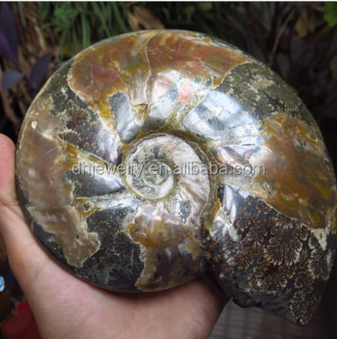 Wholesale Natural Reiki Gemstone Conch Ammonite Fossil Crystals Healing Stones For Home Decoration