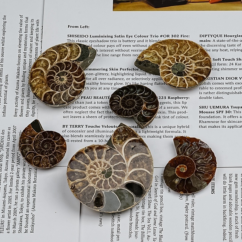 Natural Reiki Healing Crystal Ammonite Disc Fossil Conch Specimen Ammonite slice for Home decoration