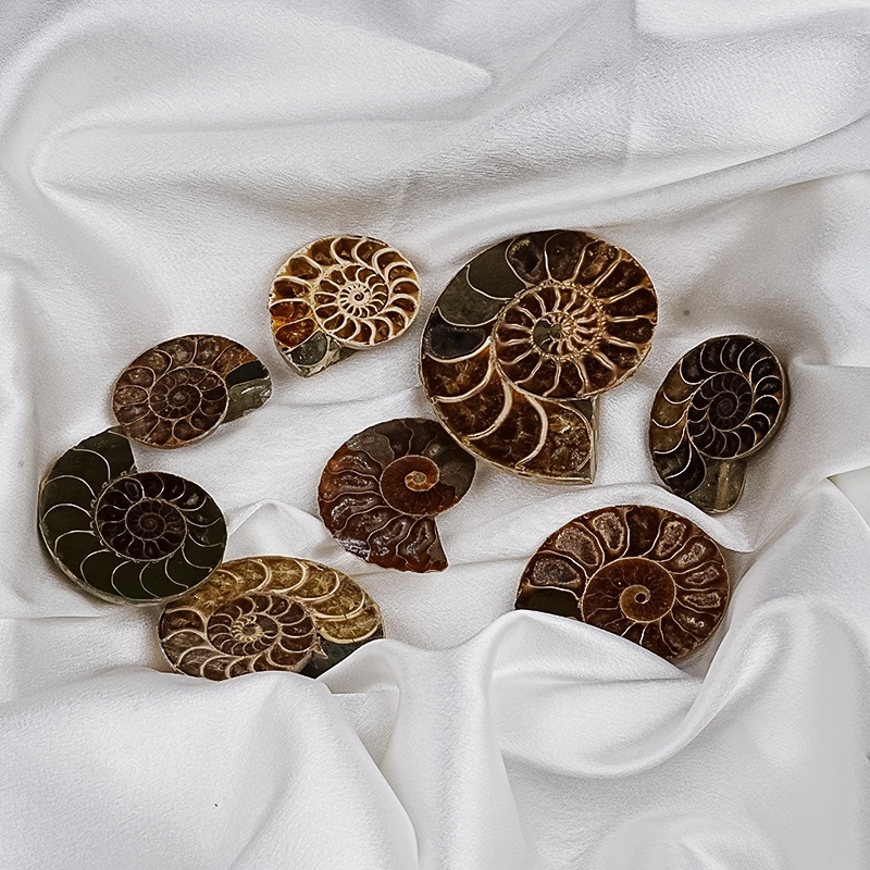 Natural Reiki Healing Crystal Ammonite Disc Fossil Conch Specimen Ammonite slice for Home decoration