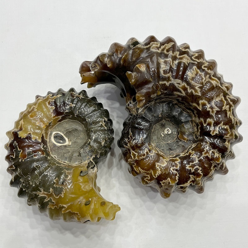 WholesaNatural Quartz fossil spiral shell Crystal Fossil Customized Conch Mineral Specimen Ammonite Fossil for household