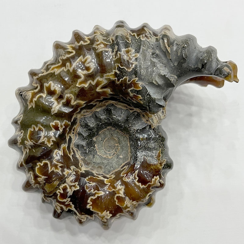 WholesaNatural Quartz fossil spiral shell Crystal Fossil Customized Conch Mineral Specimen Ammonite Fossil for household